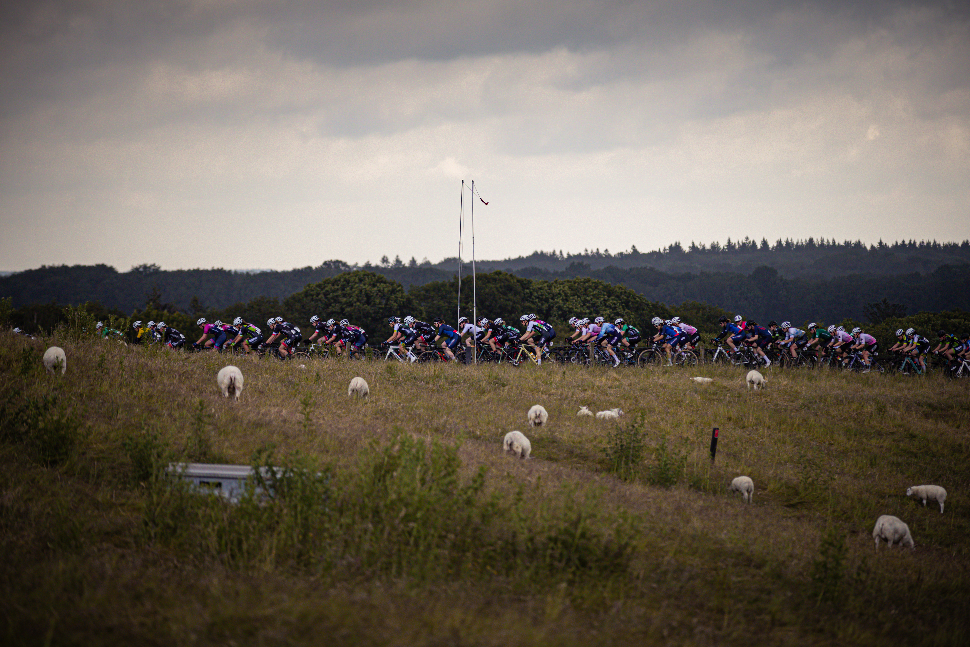 A group of cyclists are racing in a field during the 2024 Nederlands Kampioenschap.