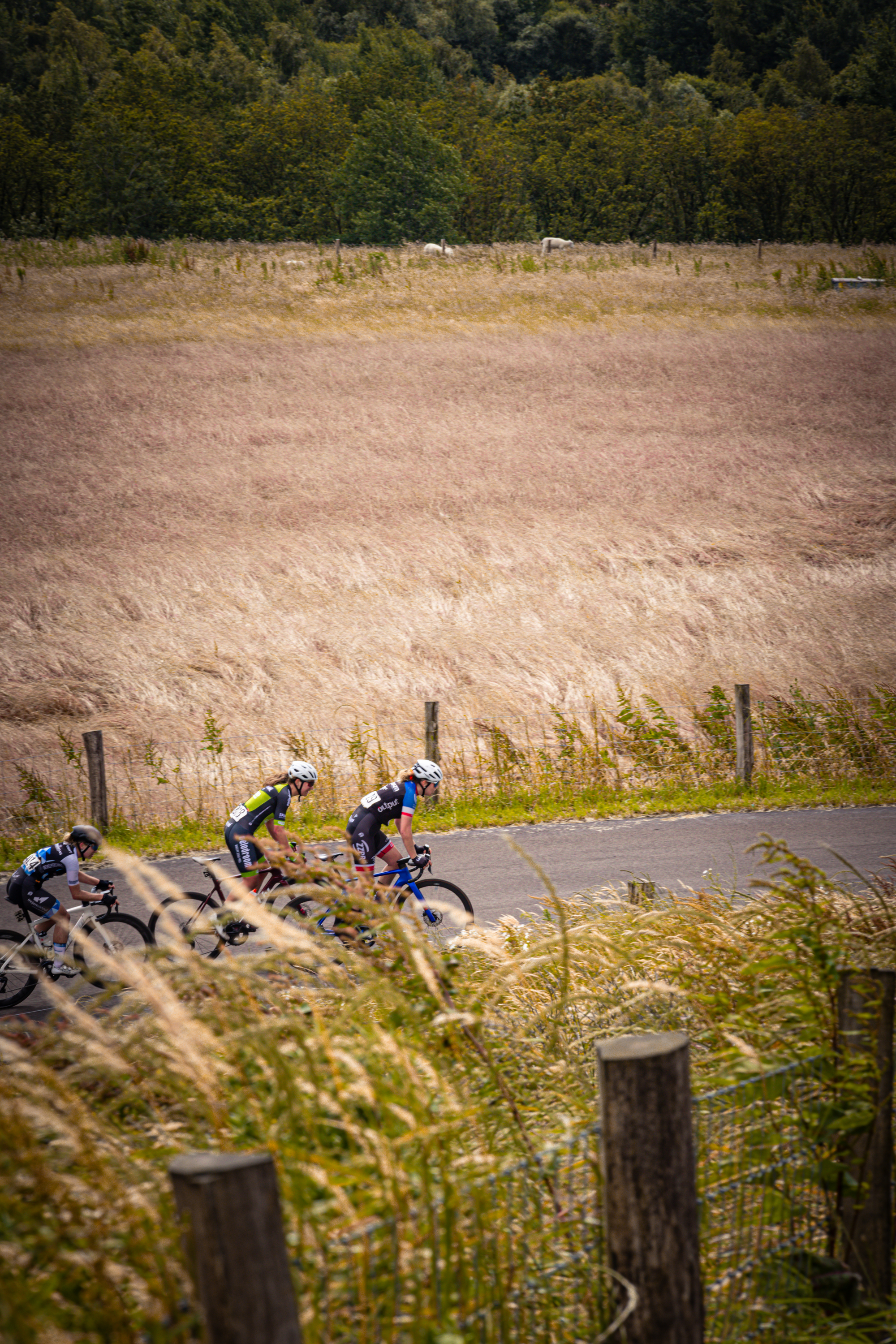 Three cyclists race through a field of tall grass at the Nederlands Kampioenschap.