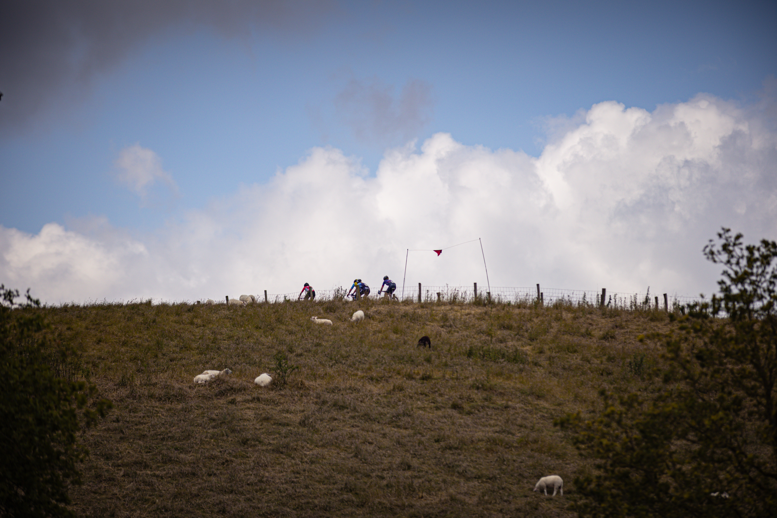 A hill with a herd of sheep and people riding bikes.