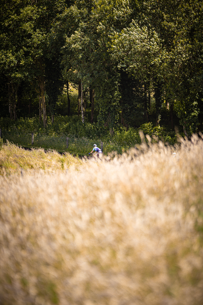 A cyclist is seen in the background, riding by a field of tall grass.