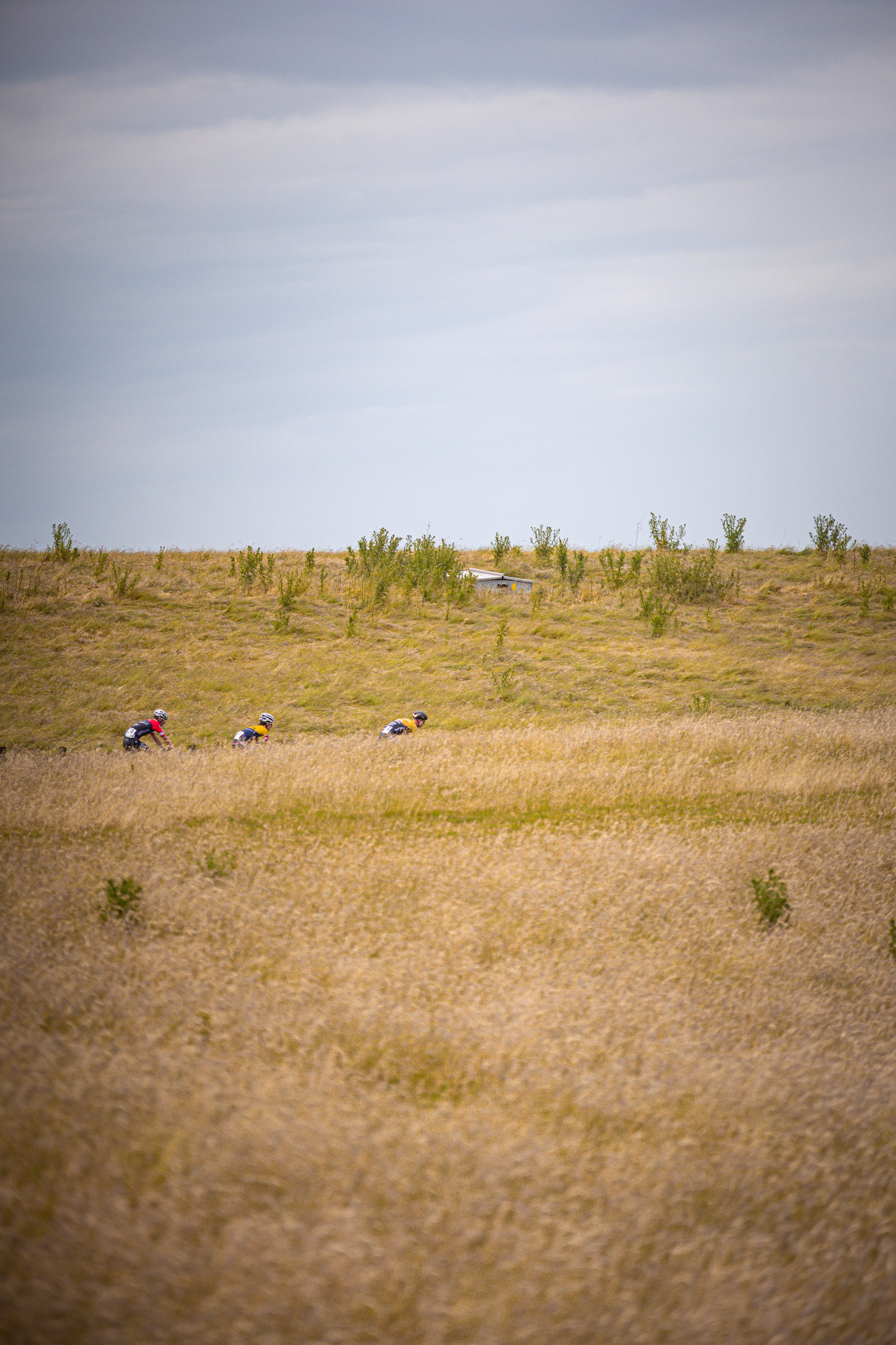 Some people are riding bicycles through a field of wheat.