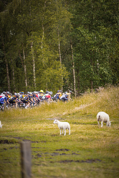 "Junioren Mannen Wielrennen 2024: A group of cyclists race in a grassy field, with some animals wandering around them".