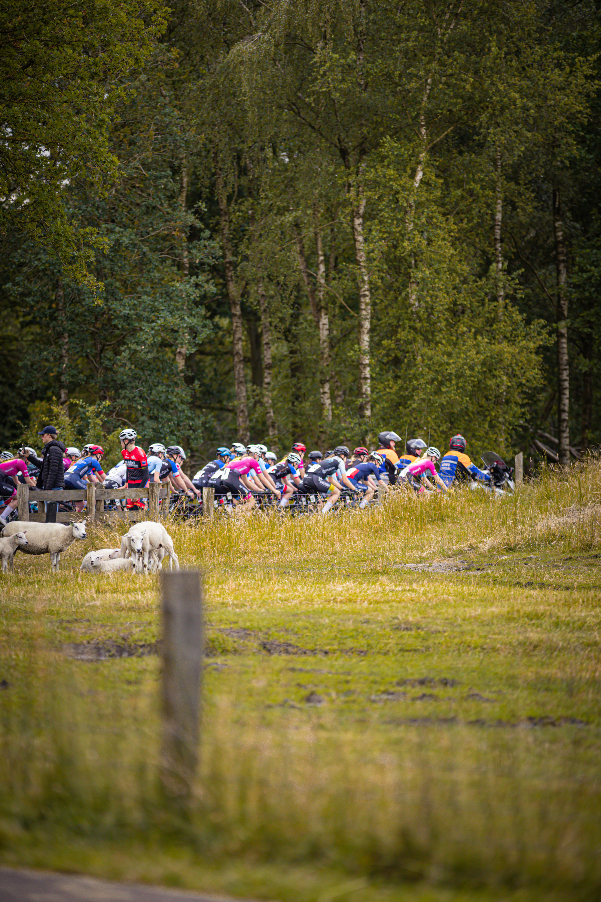 A group of cyclists are riding together on a grassy hillside.