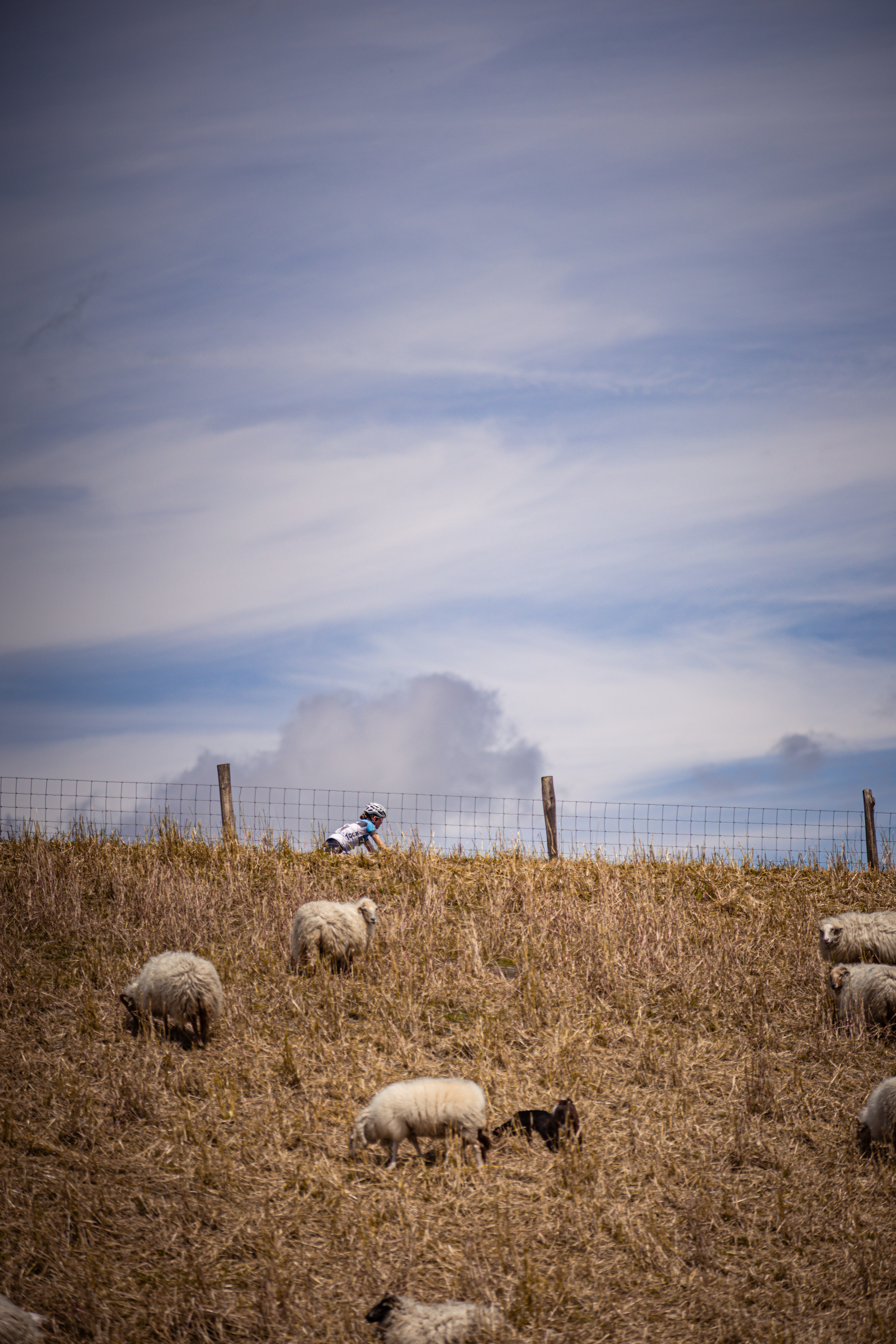 A farm with two black sheep and several white ones grazing in the field.