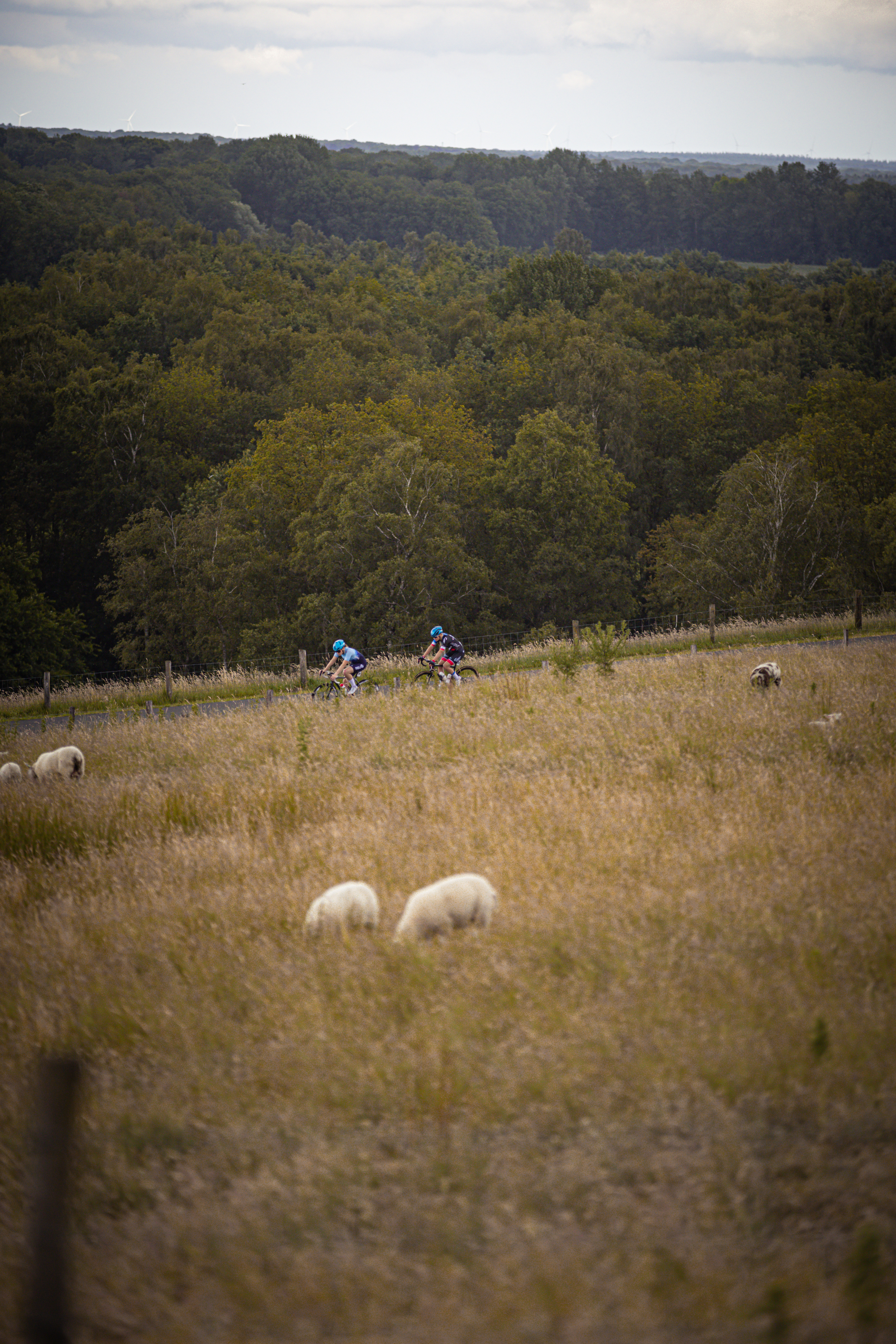 Bike race for women, they have to go around the sheep on the field.