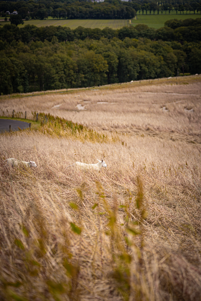 The image shows a group of young cyclists riding through tall, yellowish grass on a sunny day.