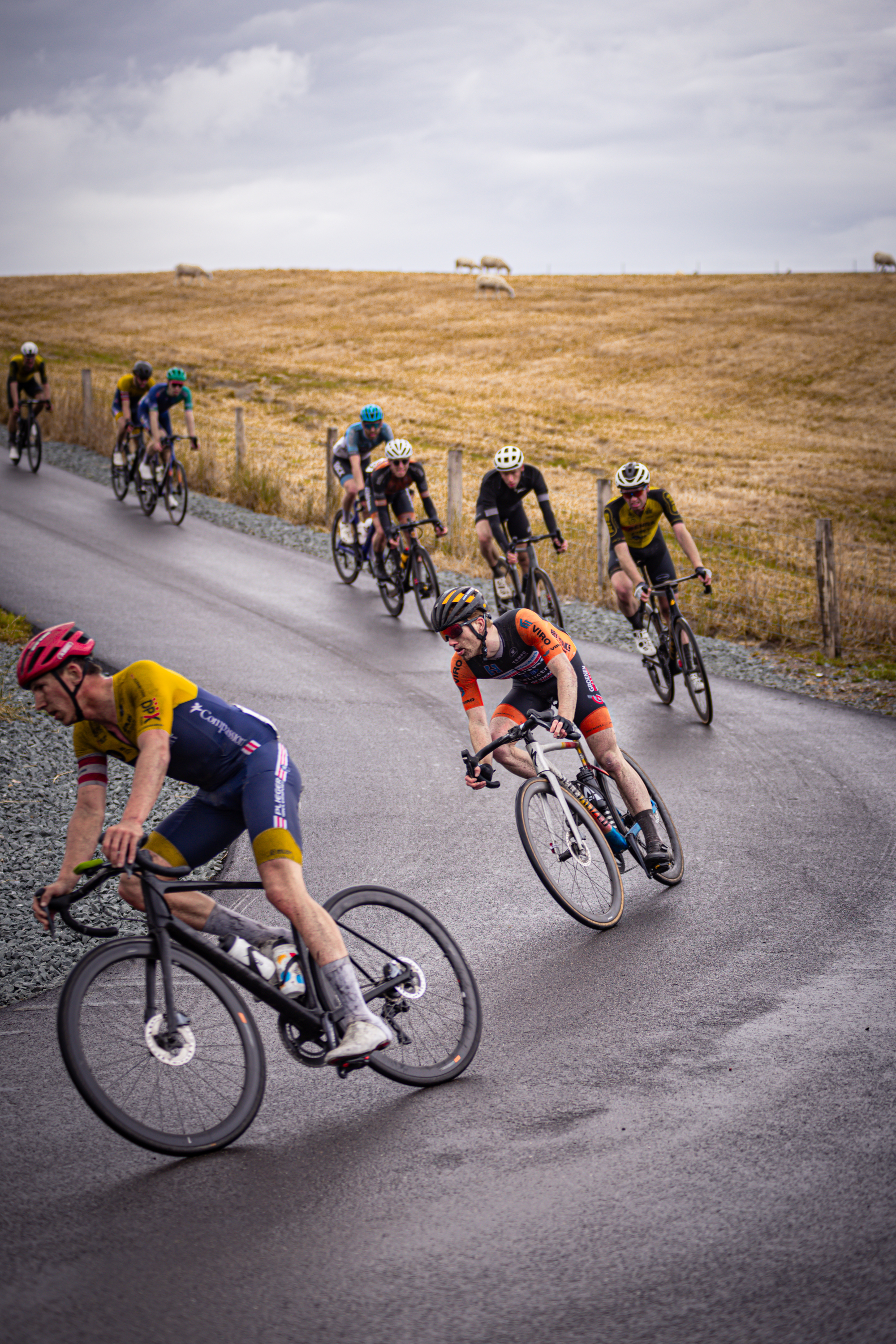 The Dutch Championship of cycling is being held. The racers are on a road with some sheep in the background.