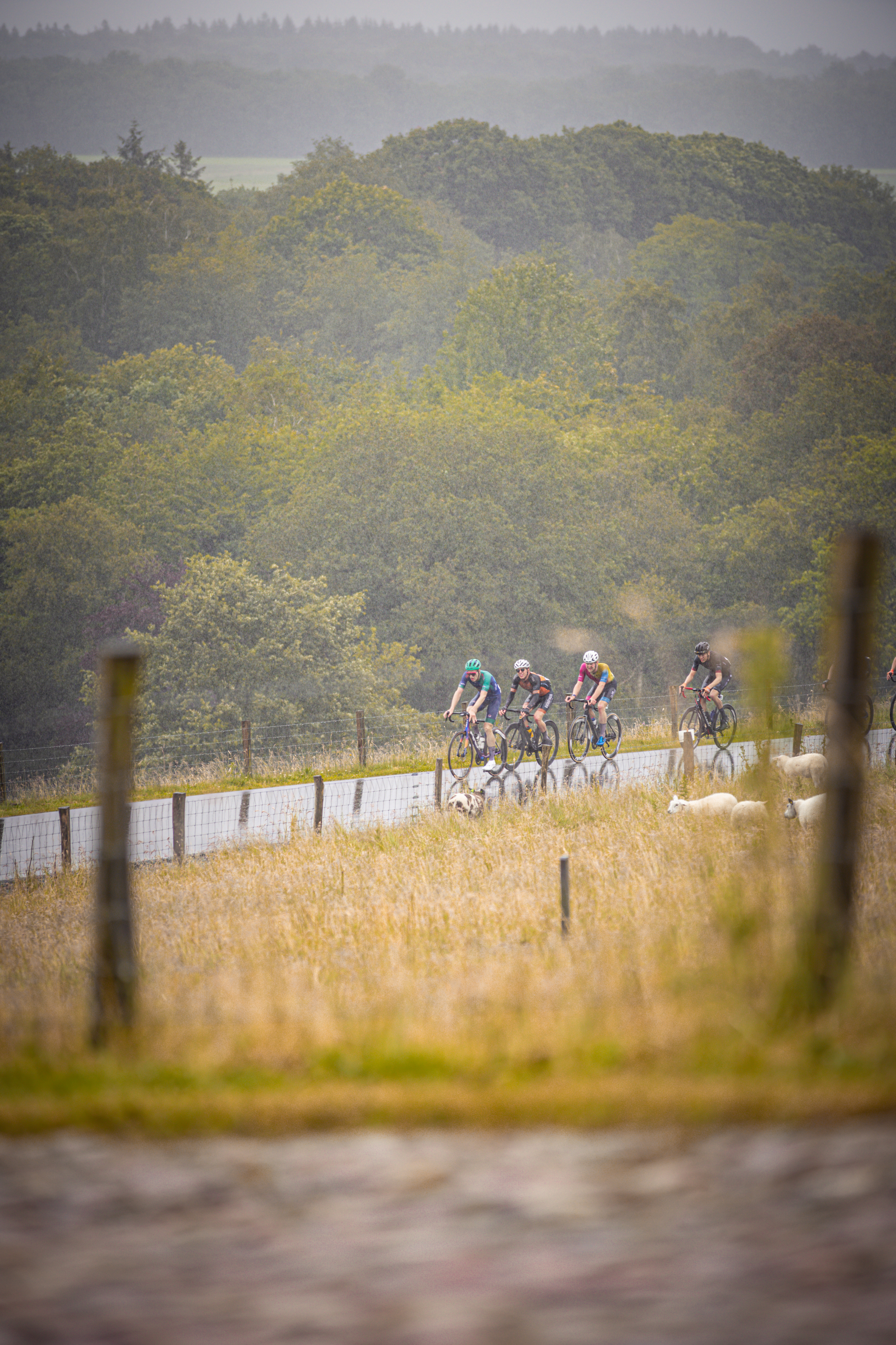 Three cyclists are riding down a road on a sunny day.