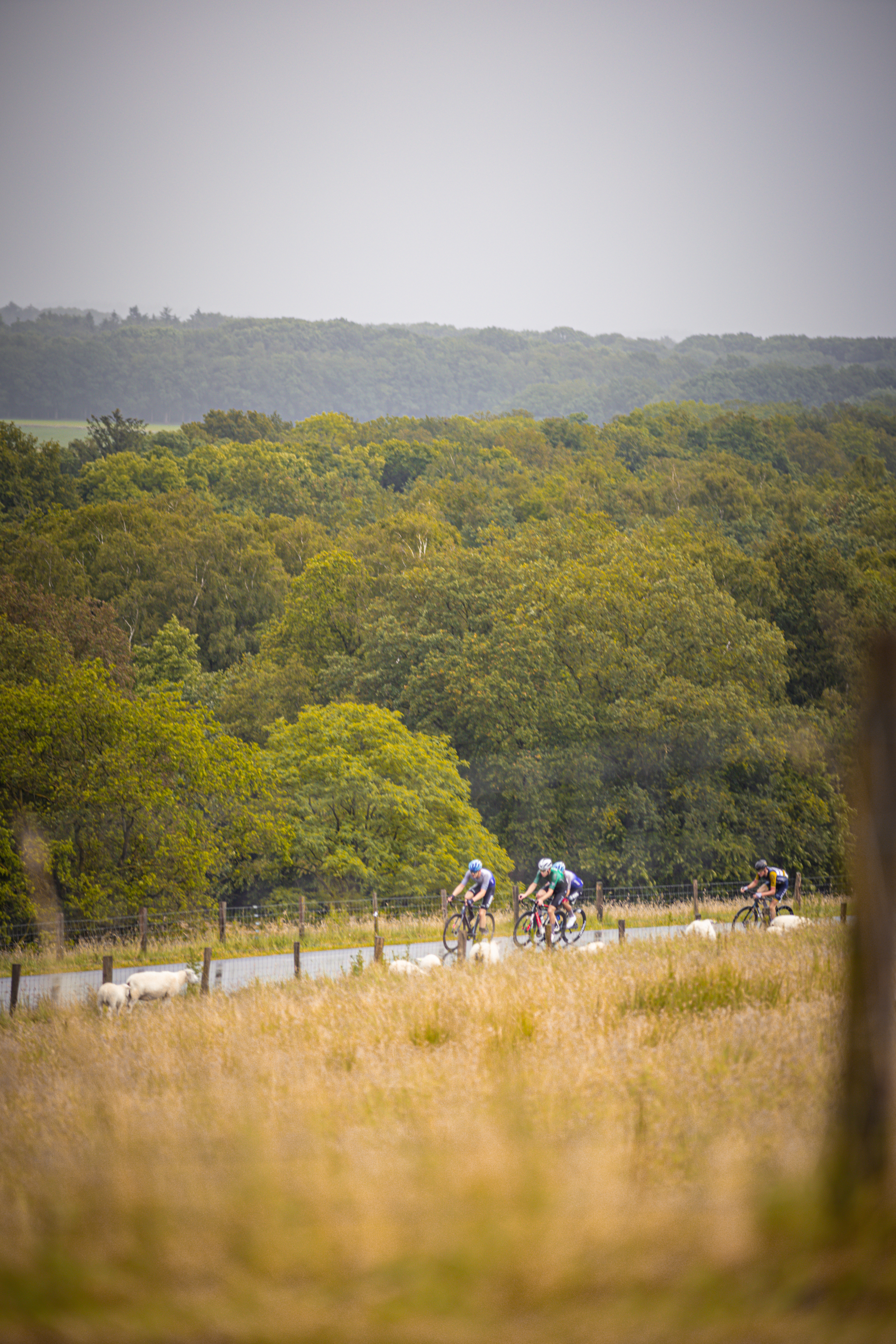 A group of cyclists participate in the Nederlands Kampioenschap Wielrennen Mannen Elite ZC race.