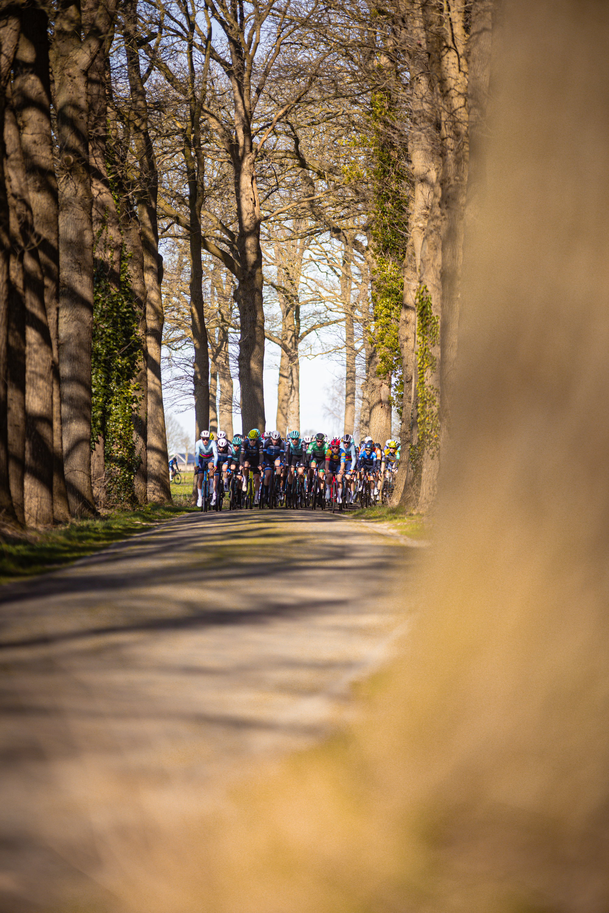 A group of cyclists are riding down a road in the Netherlands.