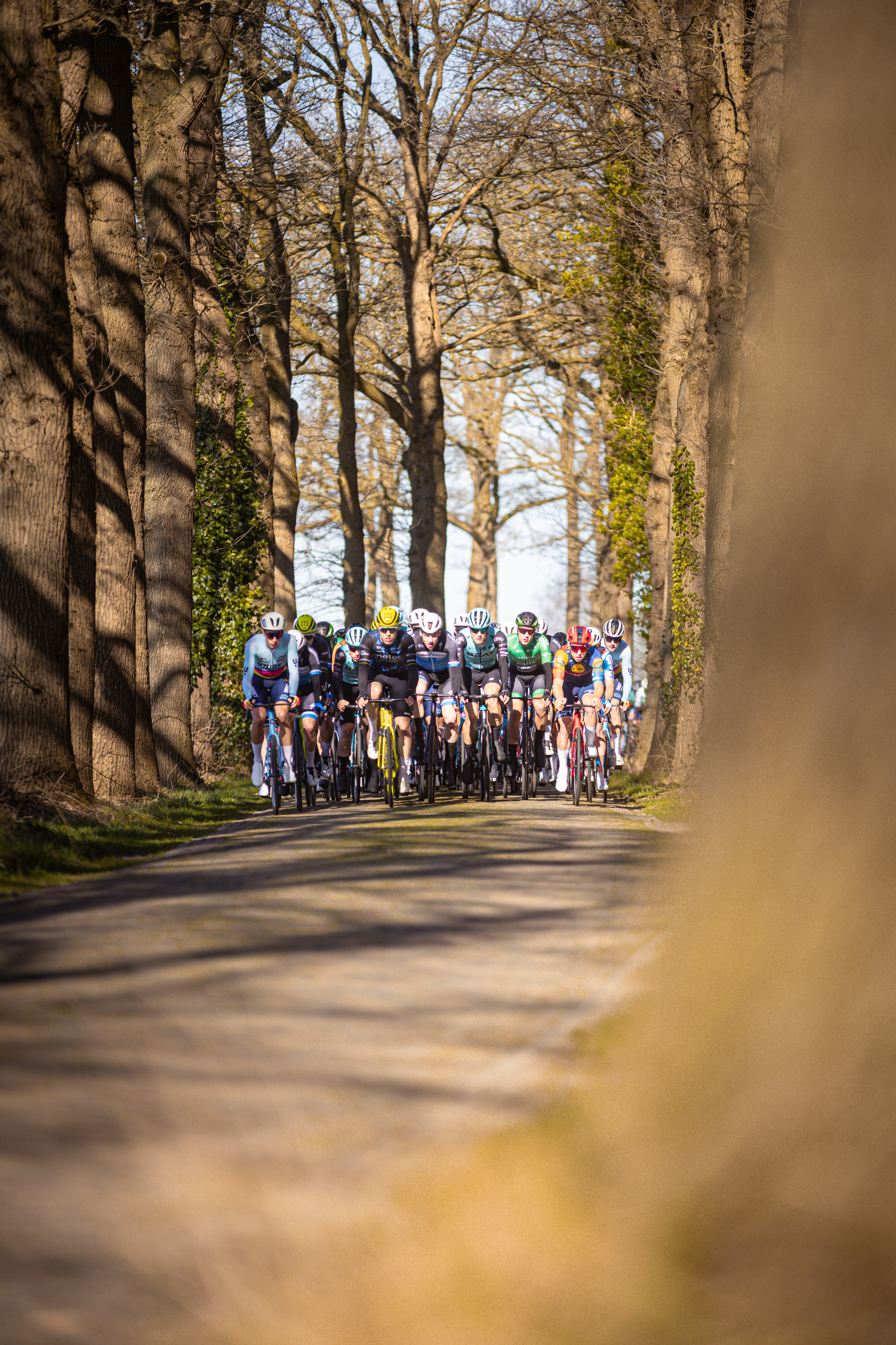 A group of cyclists are riding along a tree-lined street.