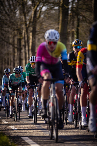 A bicycle race in progress on a road lined with trees.