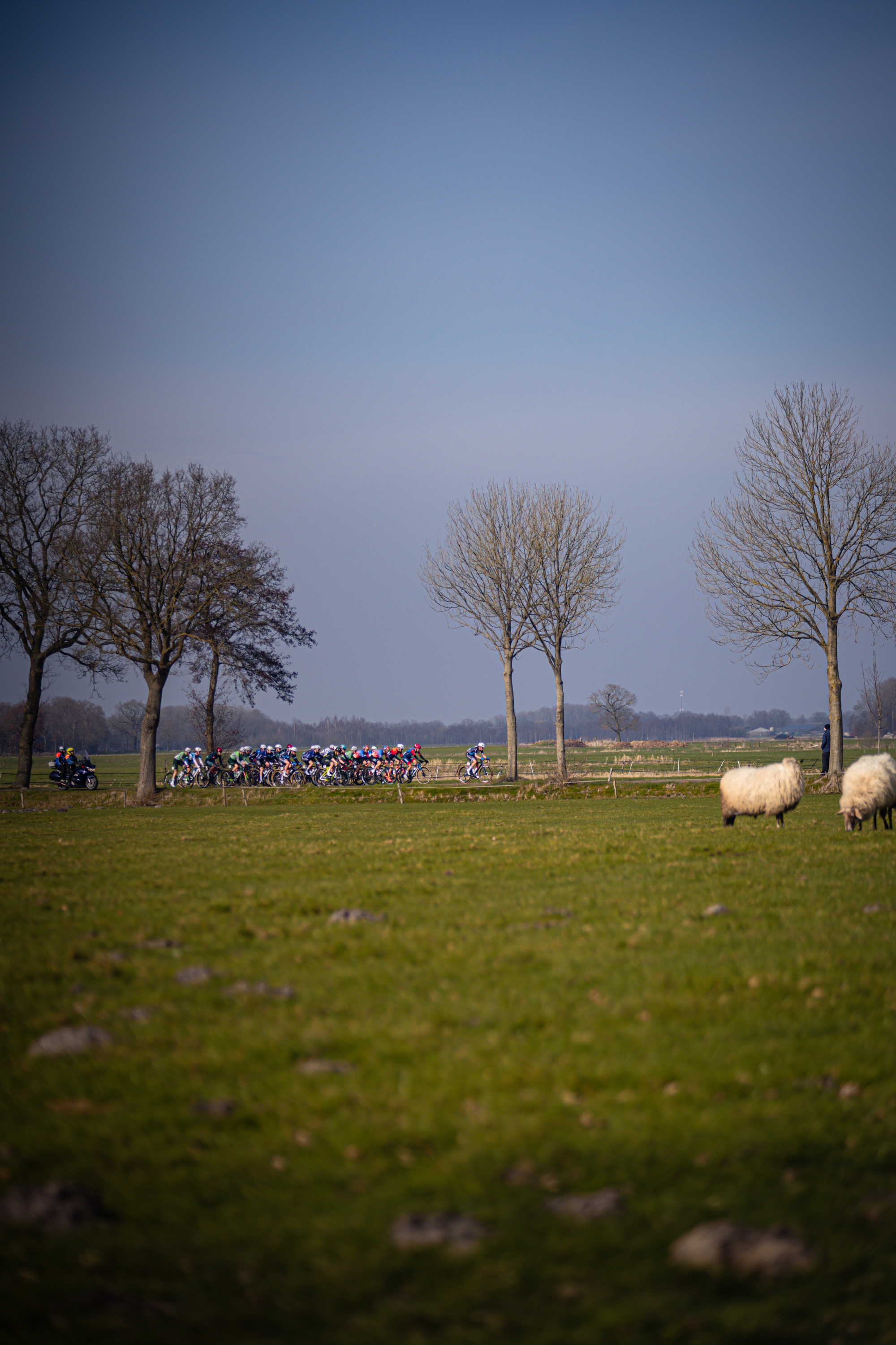 A group of cyclists are riding through a park with trees and grass.