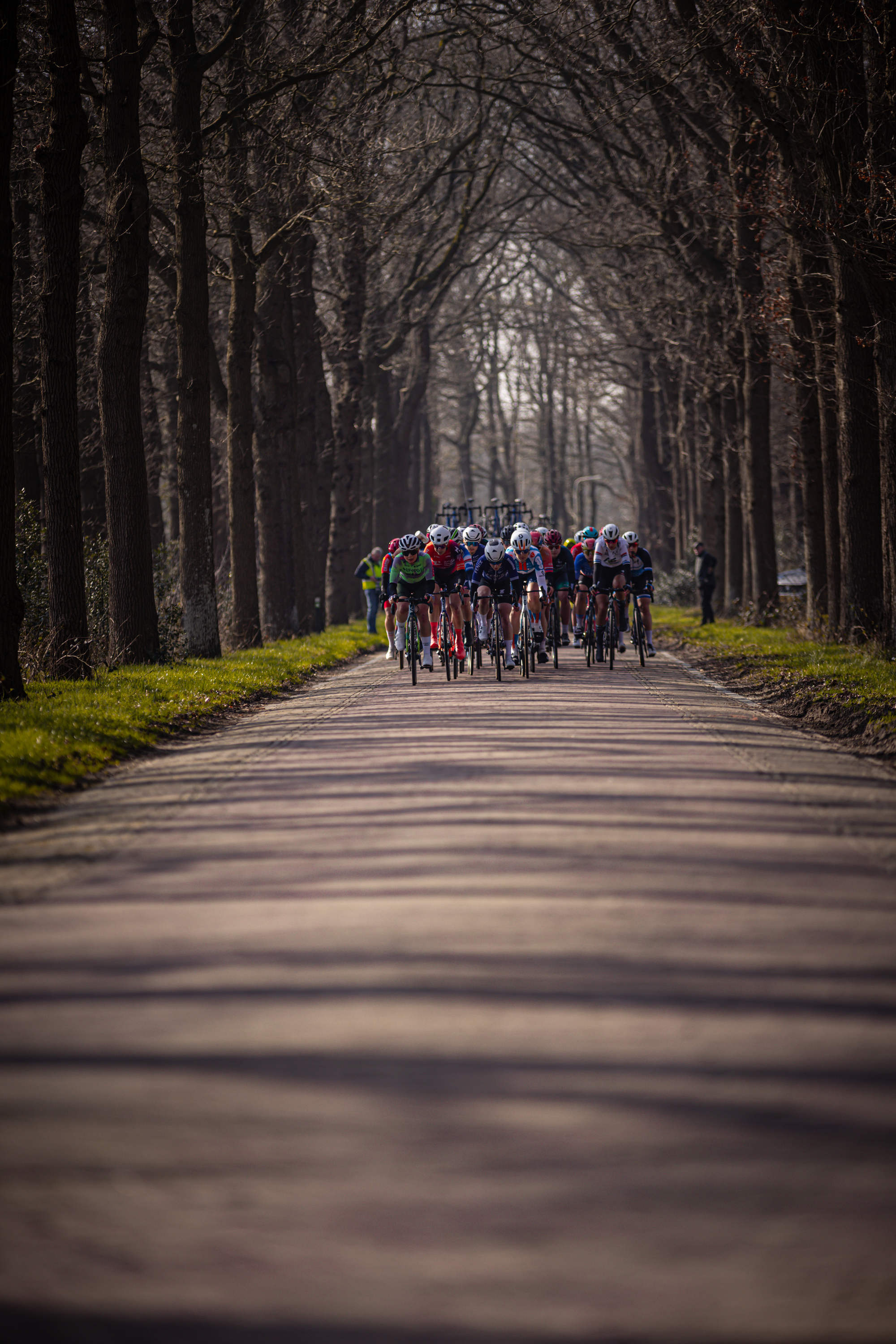 A group of cyclists in a race with trees on either side of the road.