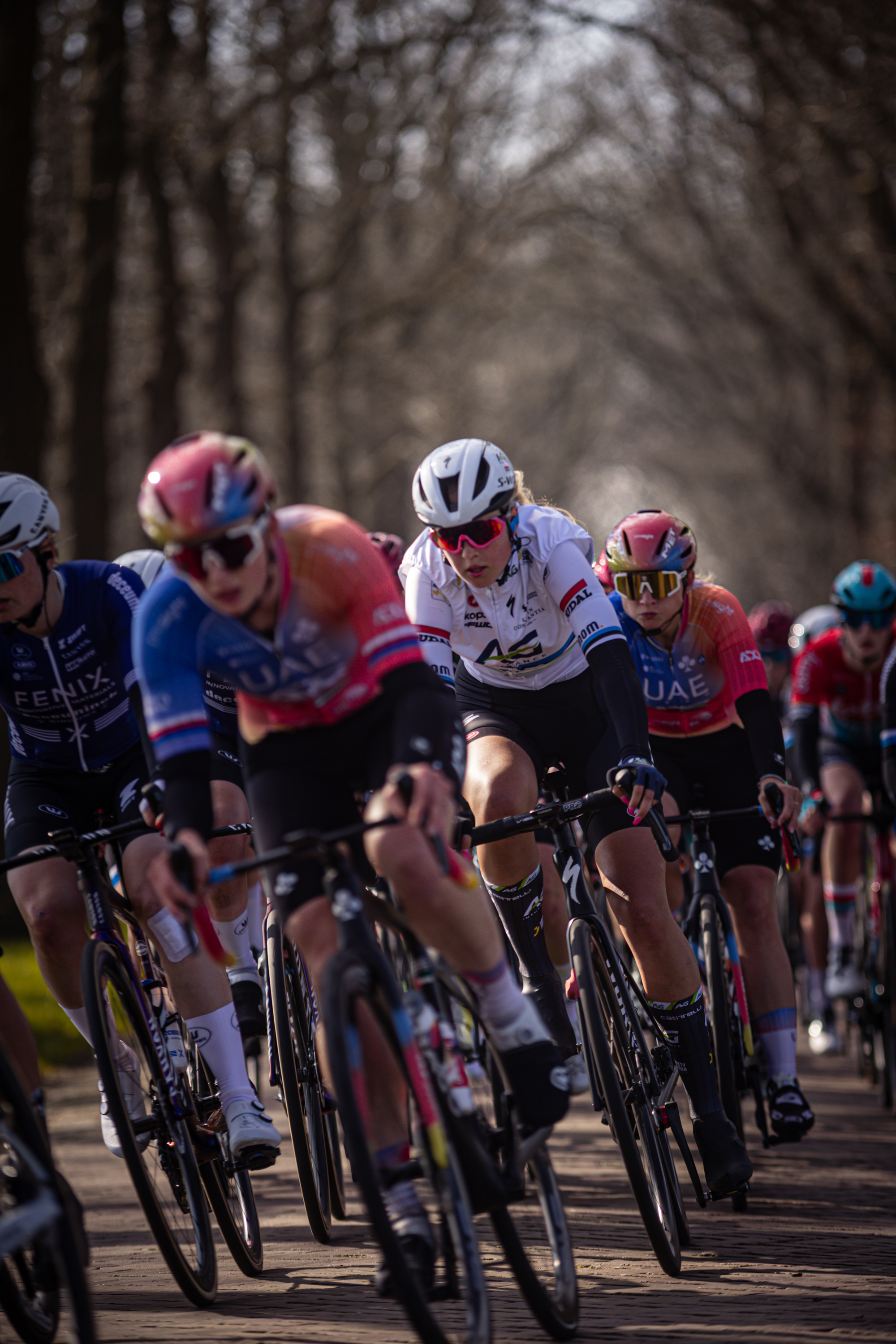 A group of cyclists are riding in a race down a street lined with trees.