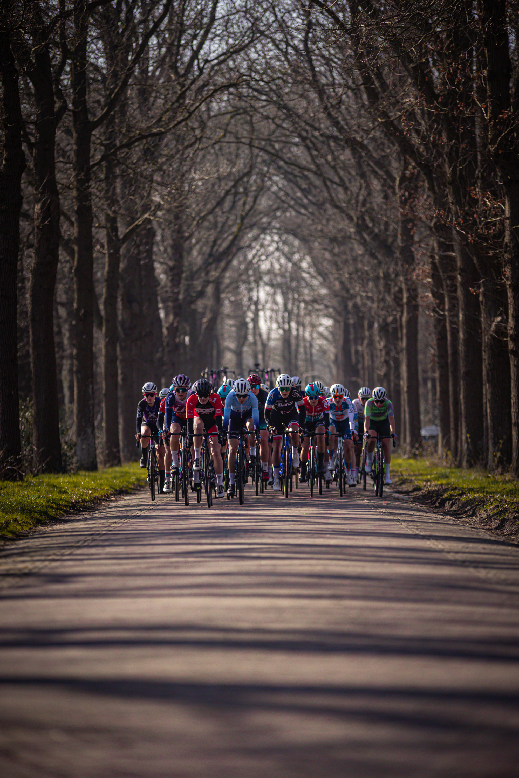 A group of cyclists riding down a tree lined street.