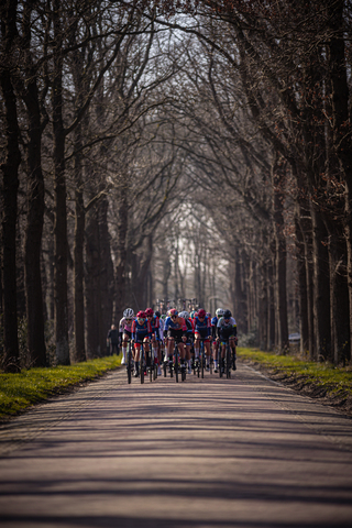 Bicyclist are riding down a path lined with trees.