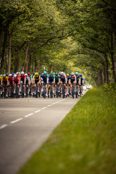 A group of cyclists race down a road in a tree-lined area.