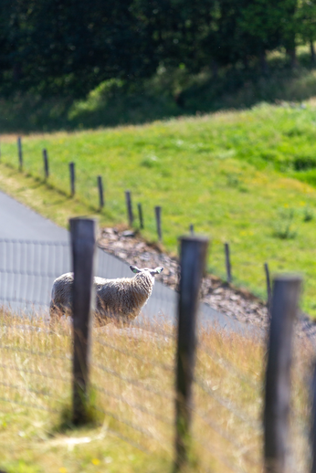 A black and white sheep is standing next to a fence on a road.