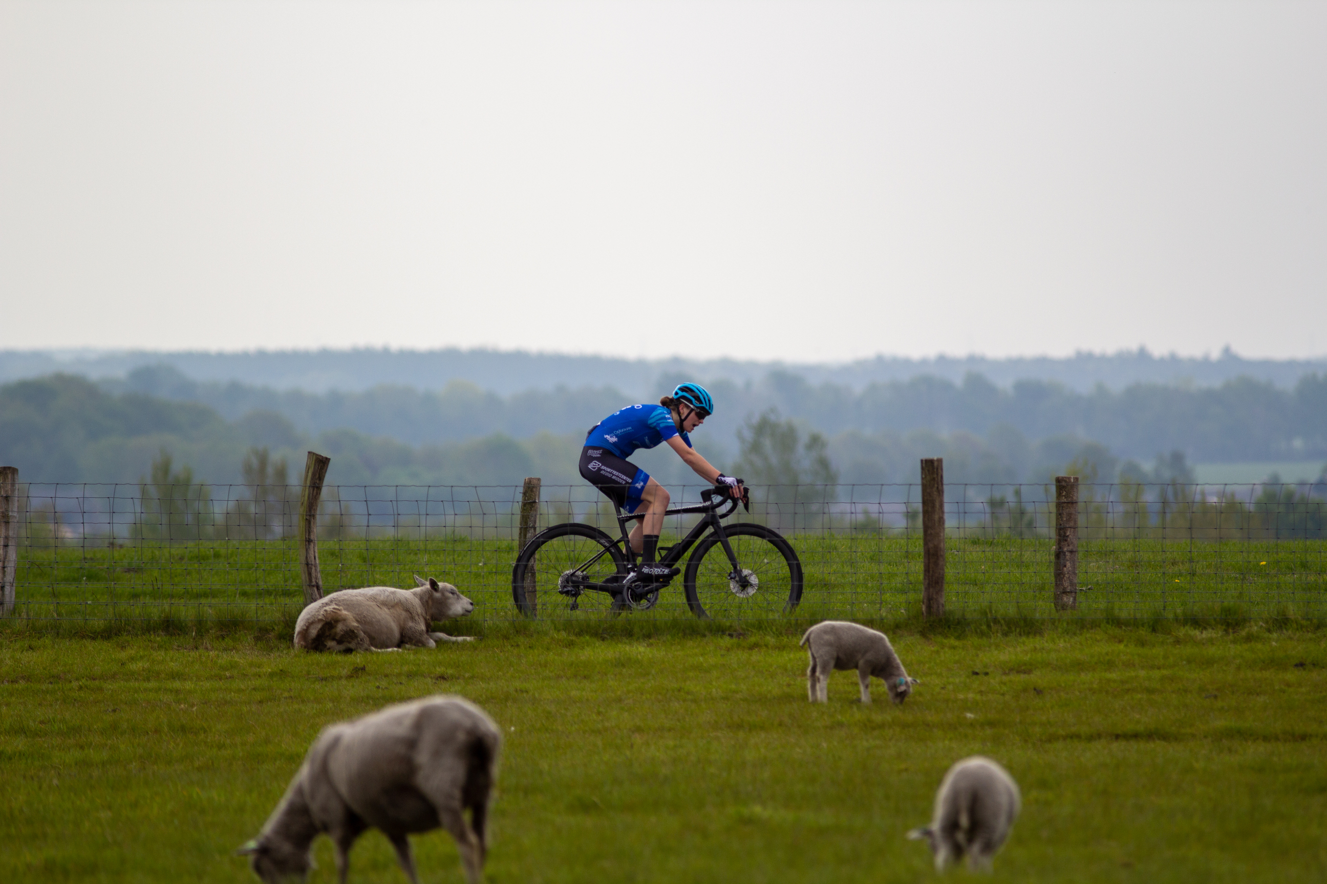 A person in a blue uniform is riding a bicycle while two sheep graze near him.