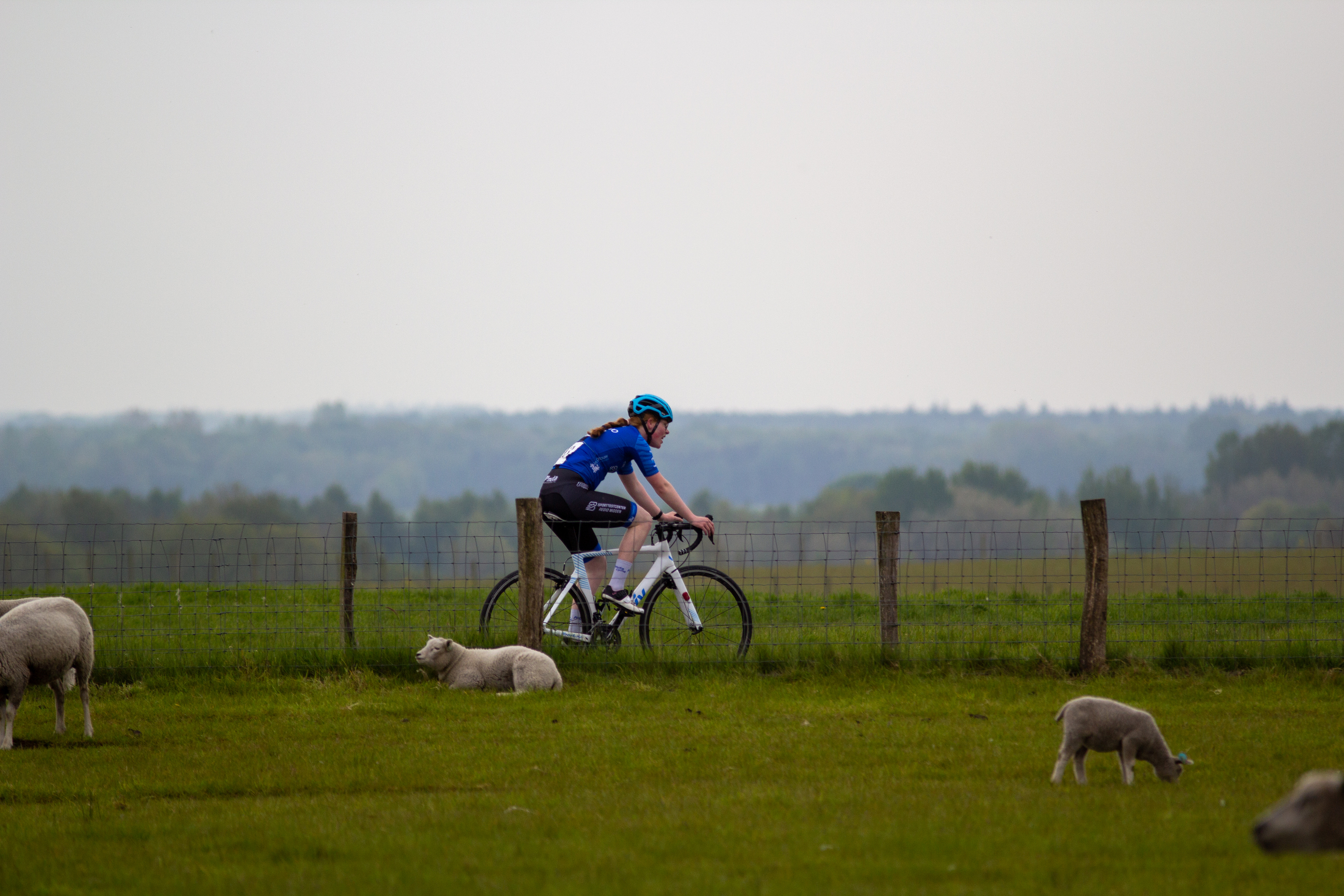 A man wearing a blue shirt and helmet is riding his bicycle in the countryside. He has two sheep beside him.