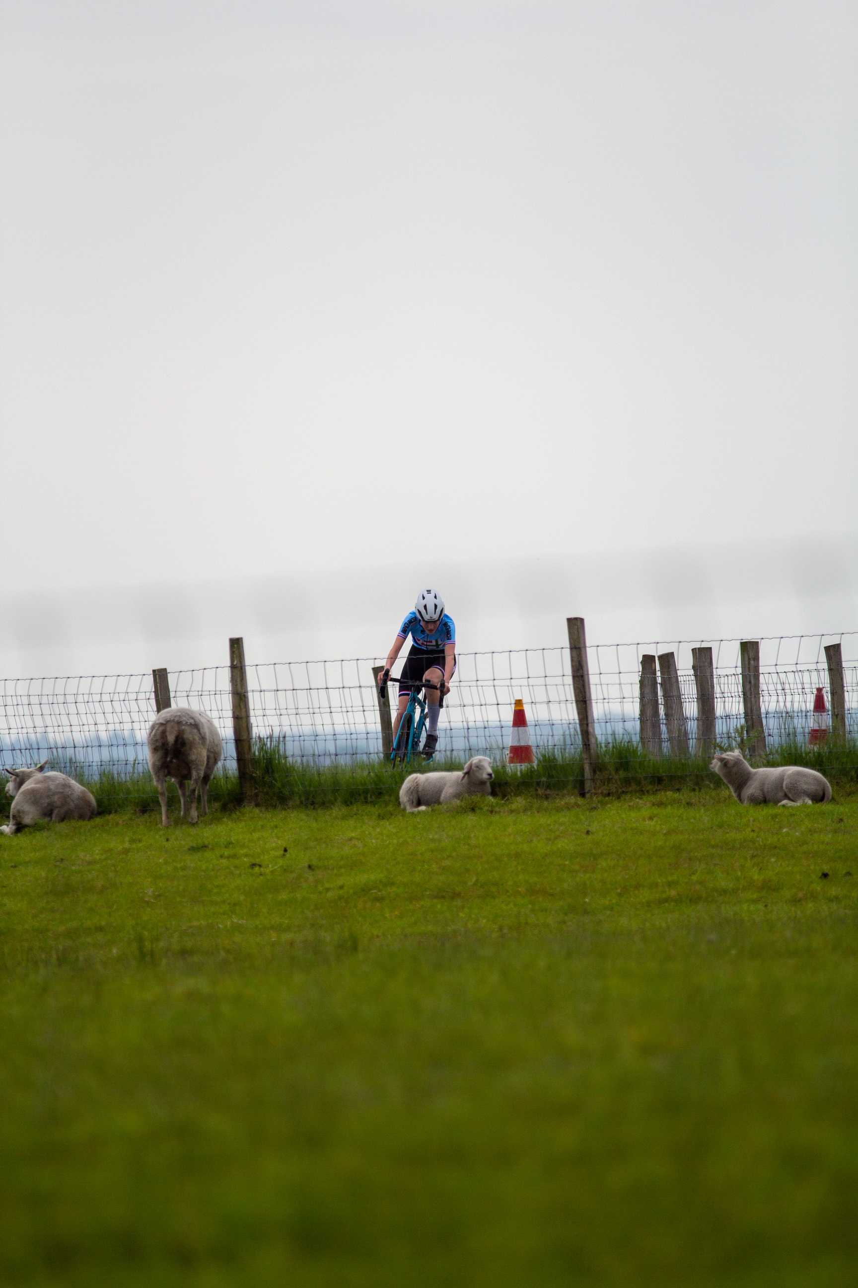 A man is riding a bike across a field with sheep behind him.