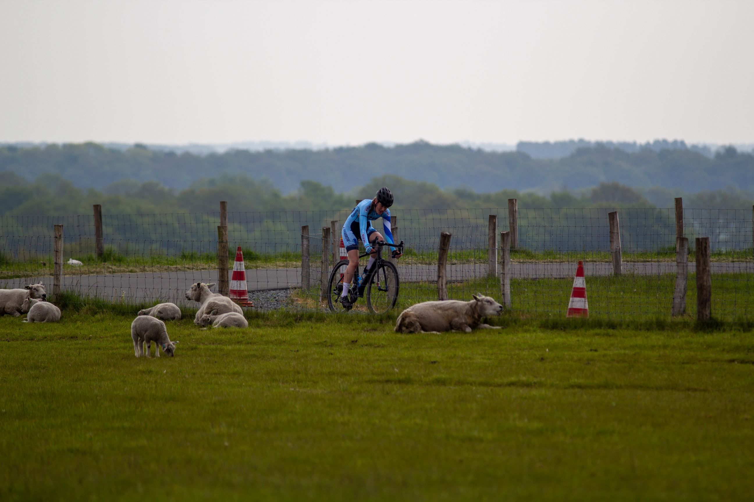 A woman is riding her bike while others, including sheep, are lying down on the grassy field.