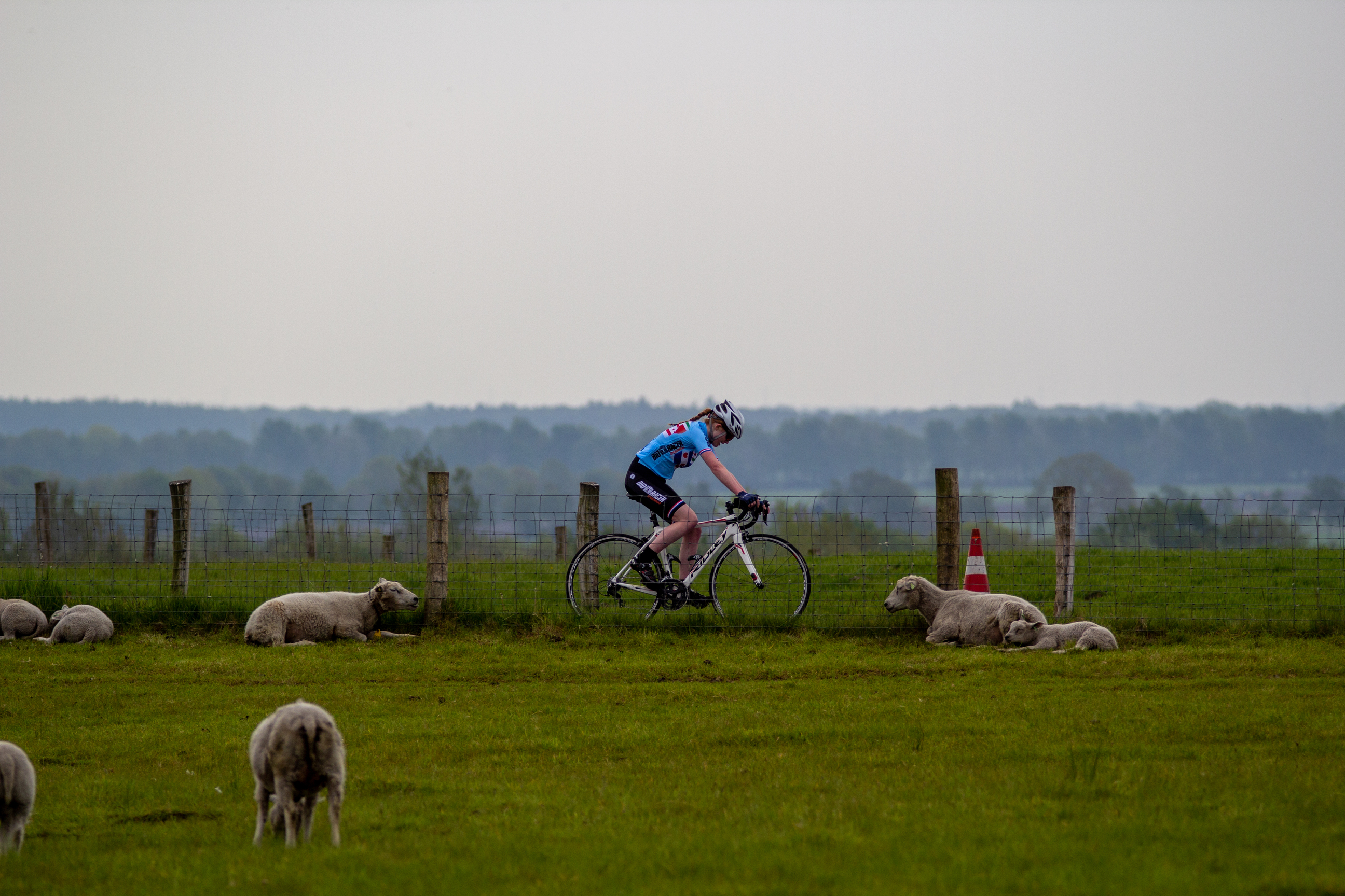 A cyclist on a road with sheep and lambs in the grass.