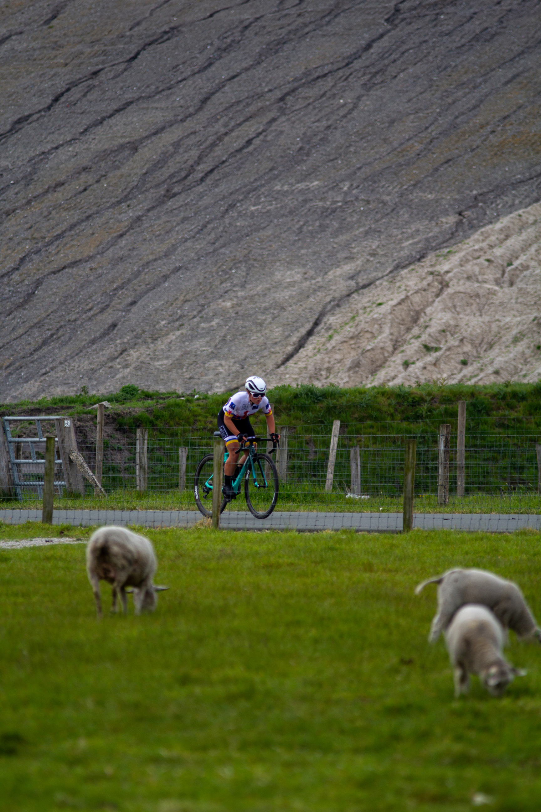 A cyclist wearing the number 34 races past two sheep and a child.