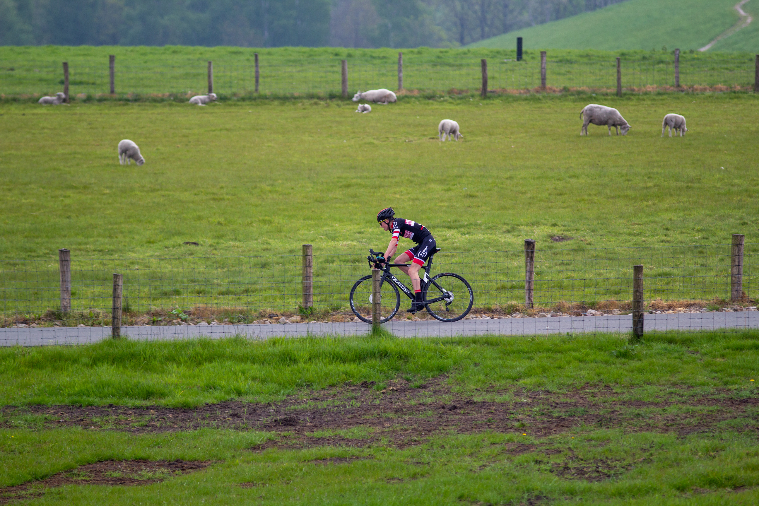 A cyclist in a black and red shirt is riding down a grassy slope, and there are several sheep scattered throughout the field.