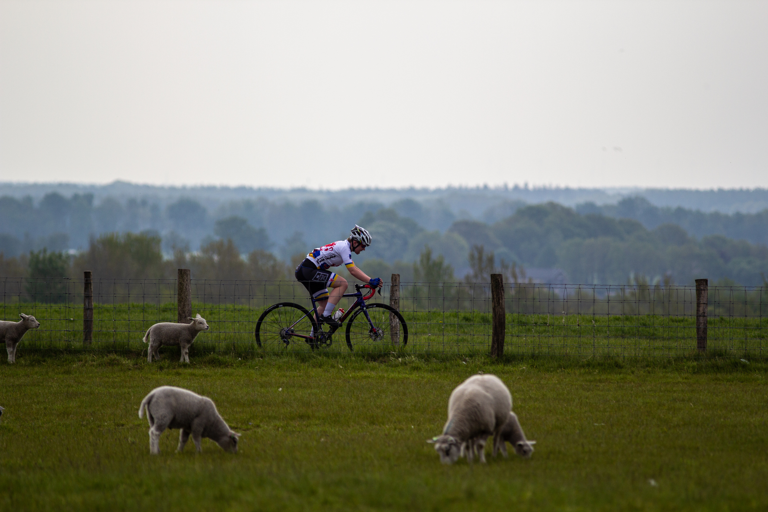 A female biker with the number 1 on her back is riding through a field with two sheep.