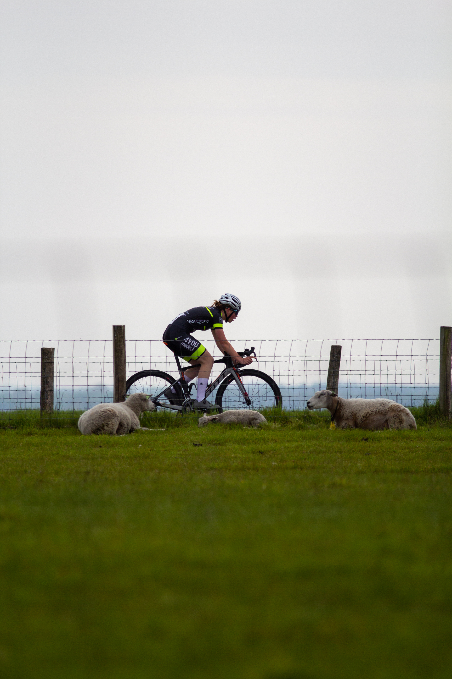 A young man on a bicycle is riding past three sheep in a grassy field.