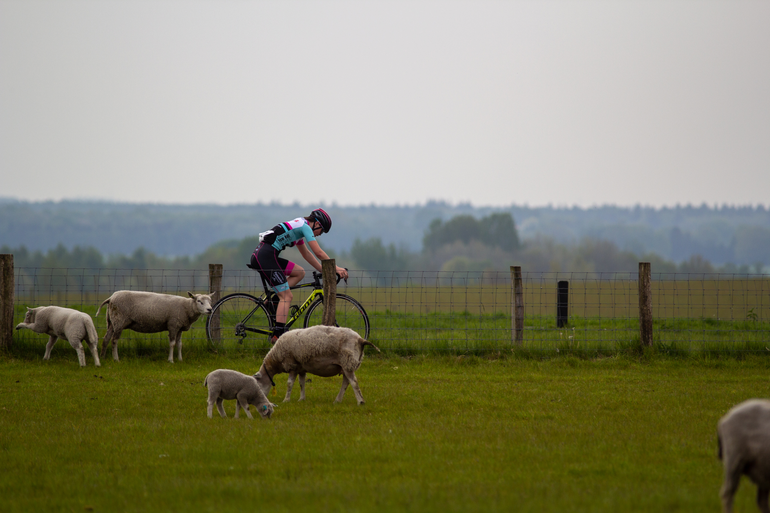 A biker in a pink and black jersey is riding her bike through a field with a herd of sheep.