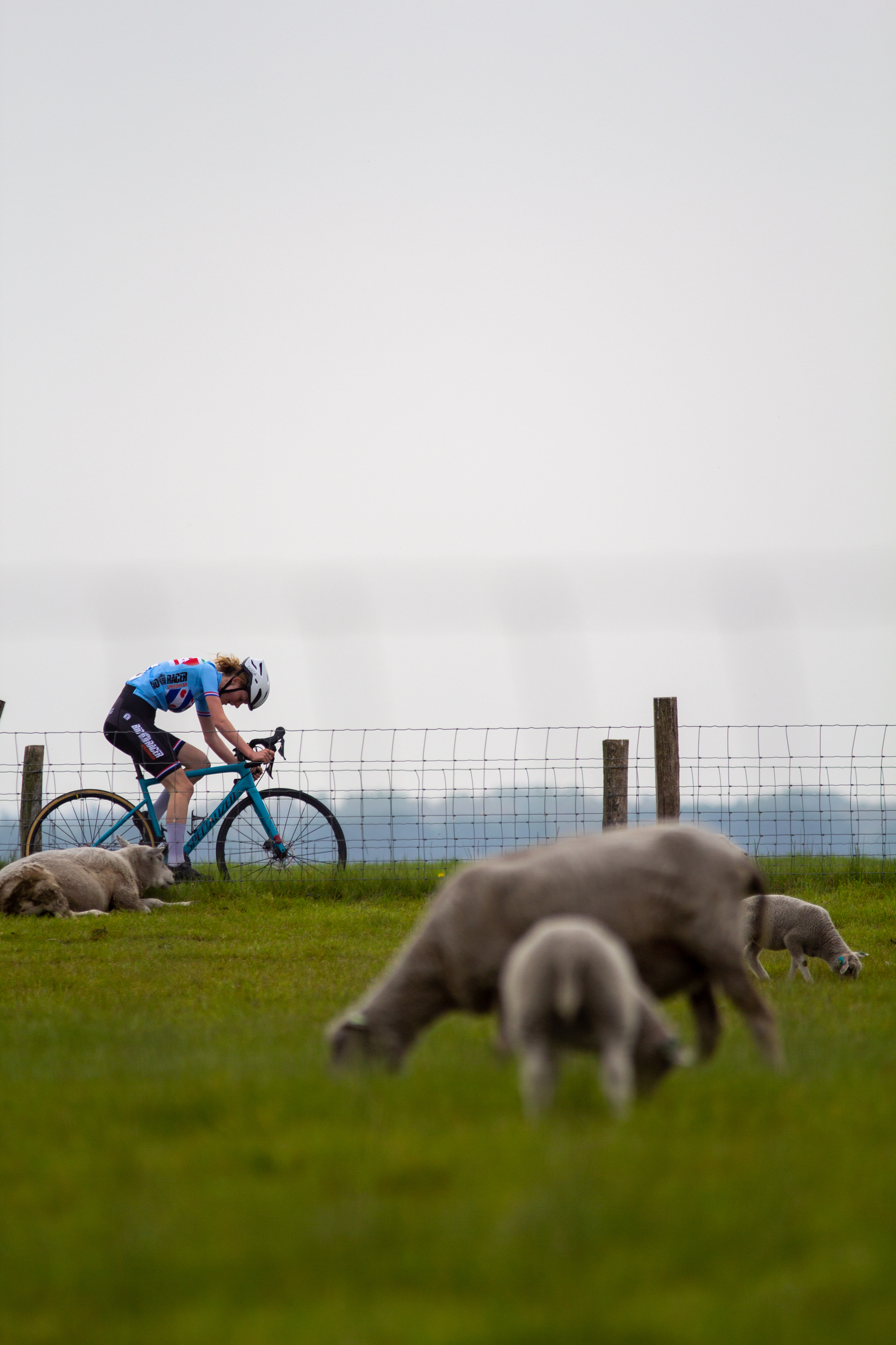 A cyclist in a blue jersey and bib number 27 is riding his bike past several sheep in a grassy field near a fence.