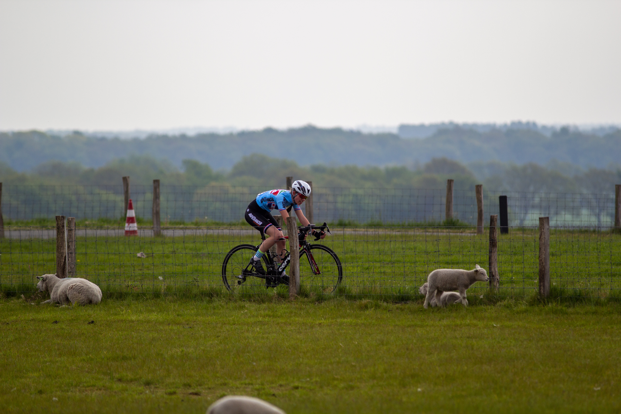 A person riding a bike through grass near two sheep.