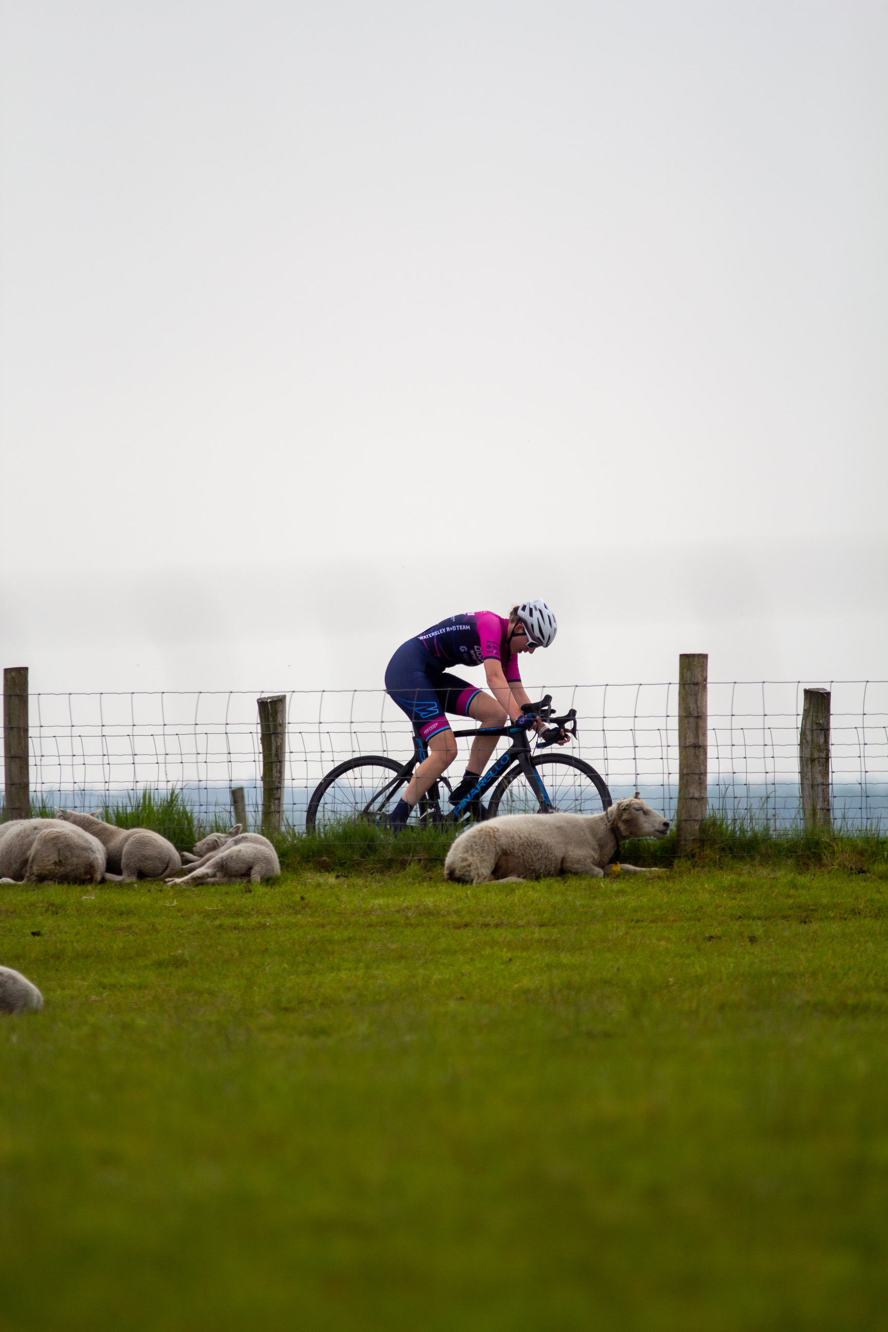 A cyclist races down a grassy field while sheep graze nearby.