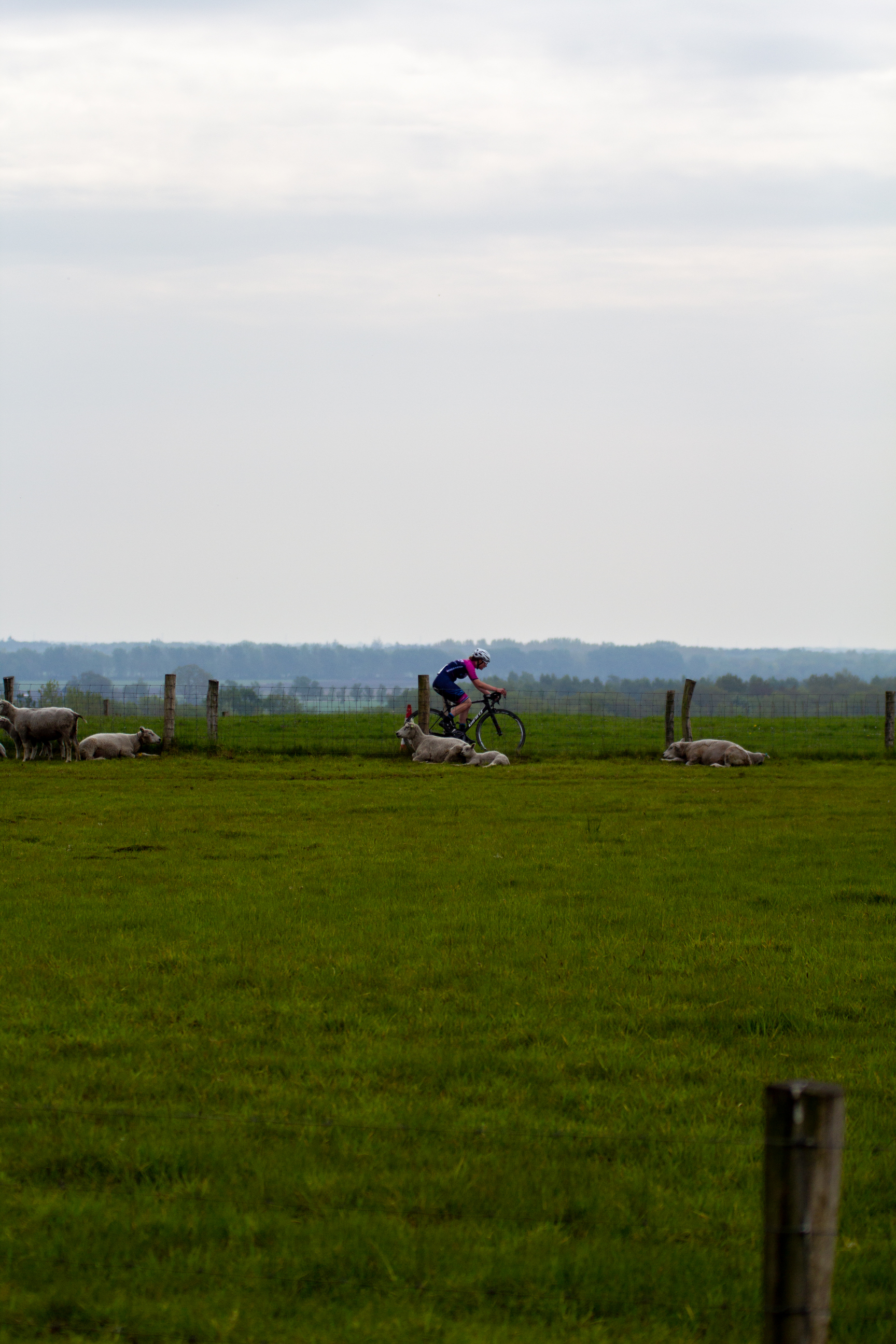 A woman on a bicycle racing with sheep in a grassy field.