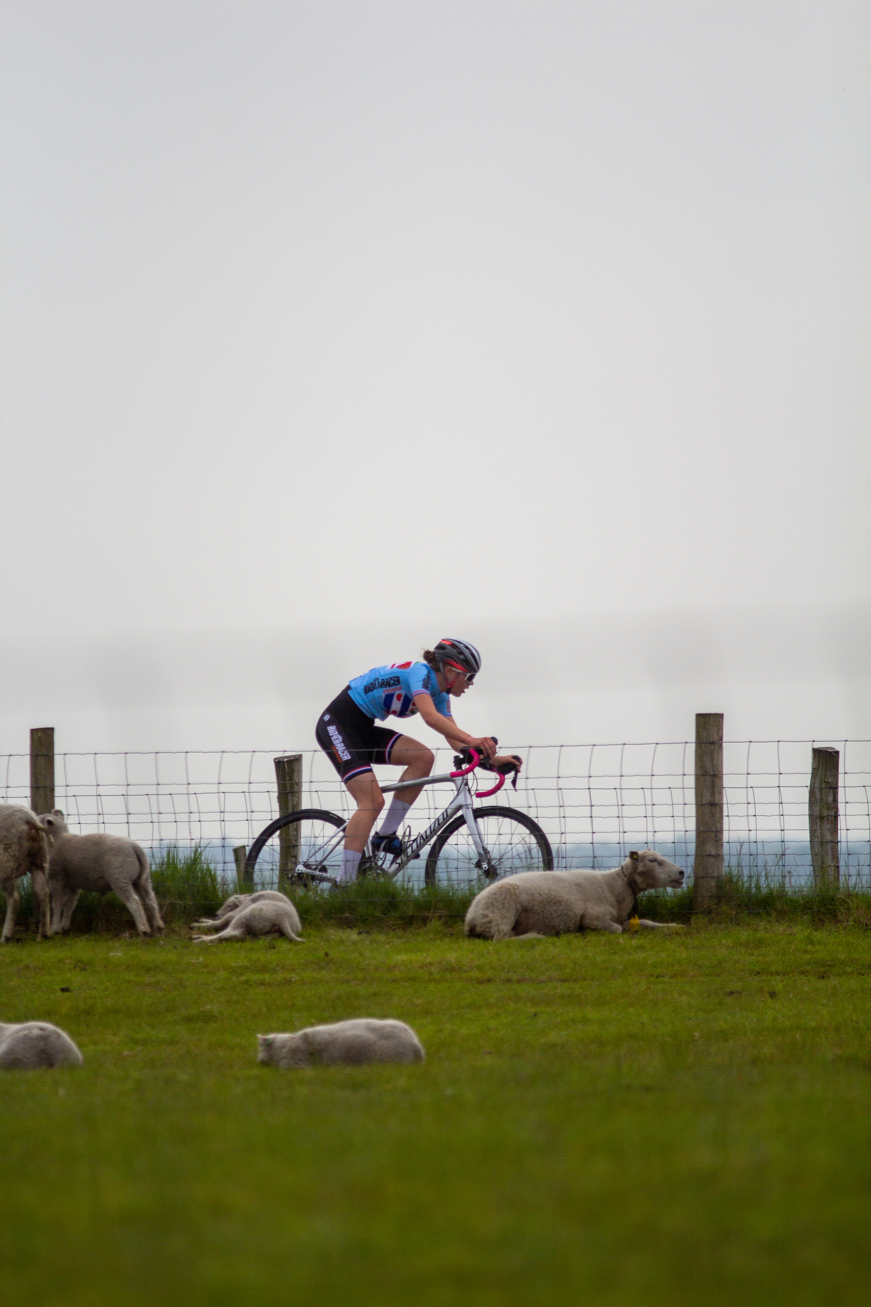 A woman wearing a blue shirt is riding her bike next to some sheep.