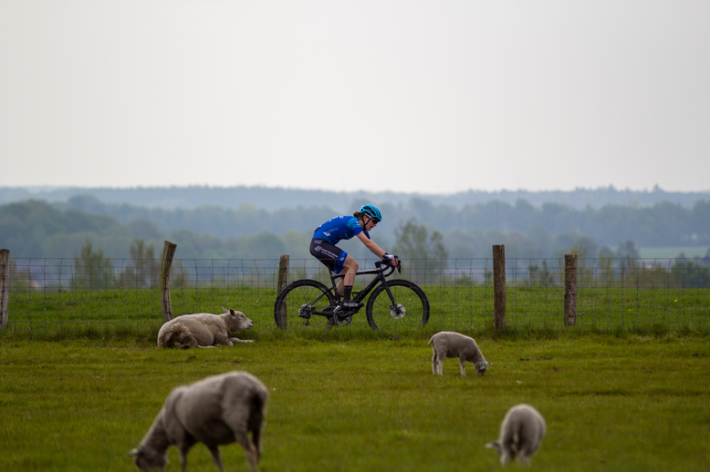 A person in a blue uniform is riding a bicycle while two sheep graze near him.