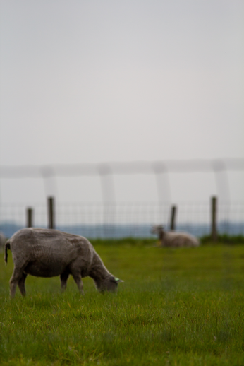 A group of sheep graze in a field with a fence and trees behind them.