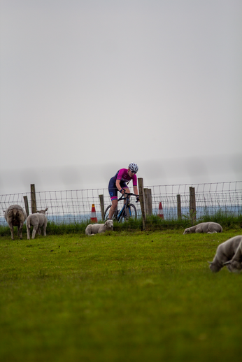 A cyclist is riding a bike next to a fence where two sheep are lying on the ground.