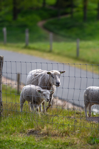 Three young white sheep standing in the grass with a fence and a road nearby.