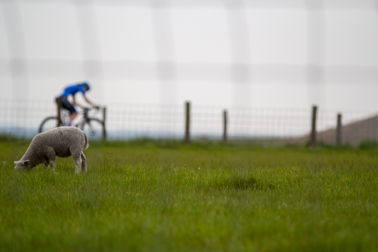 A bike racer is in the distance as a sheep grazes on grass.