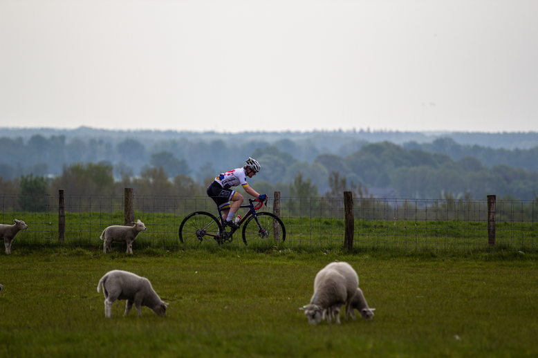 A female biker with the number 1 on her back is riding through a field with two sheep.