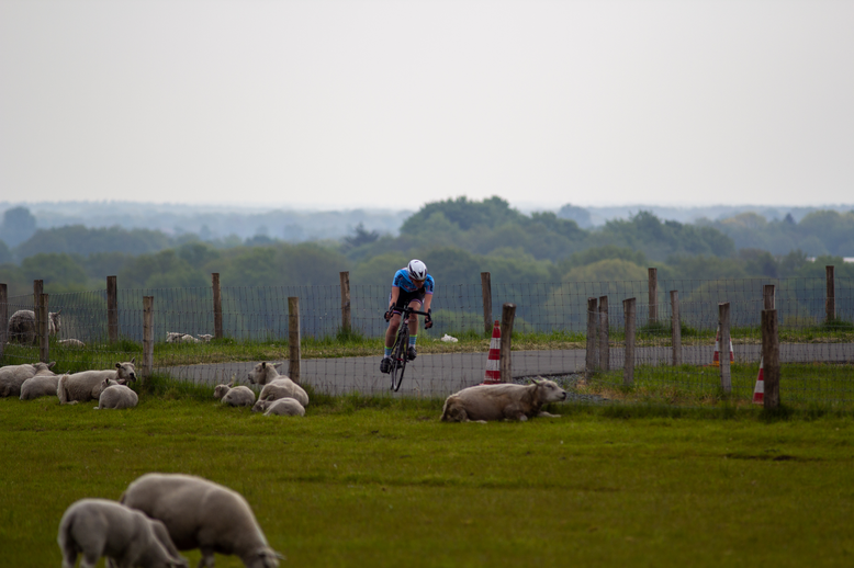 A bicycle racer is riding by a herd of sheep in the countryside.