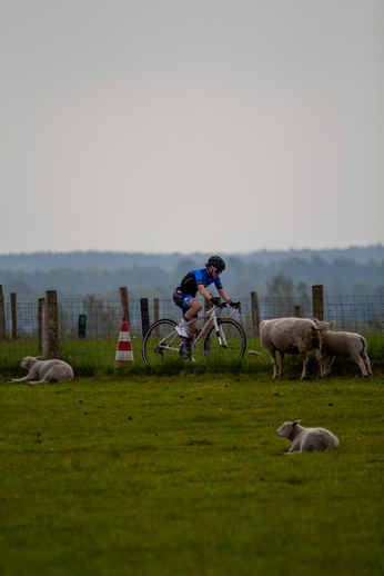 A man in a blue jersey is riding his bicycle towards two sheep on a farm.