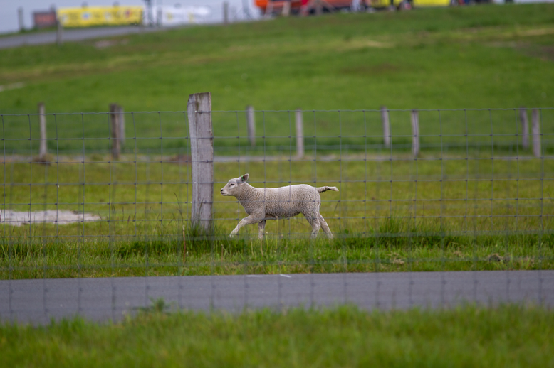 A white sheep is standing next to a fence with grass around it.