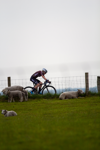 A cyclist riding next to a herd of sheep in a field.