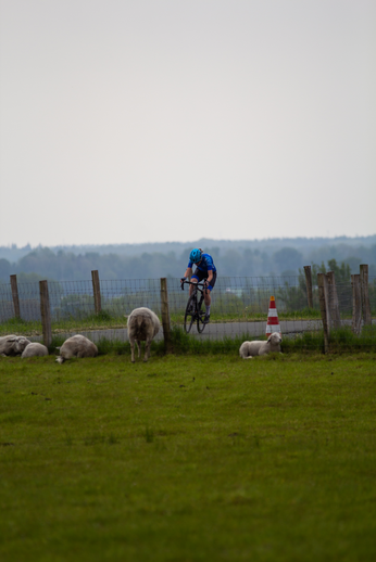 A cyclist is riding his bike near a fence, where two sheep are peacefully grazing.