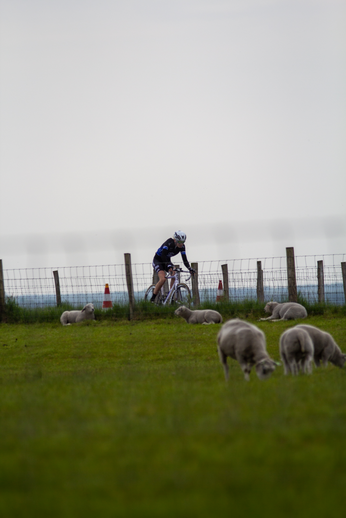 A cyclist is riding past a group of sheep in a fenced field, preparing for the Tweedaagse bike race.